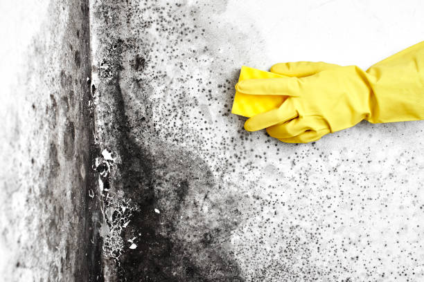 Best Post-Flood Mold Remediation in Orrville, OH