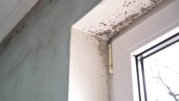 Best Residential Mold Remediation in Orrville, OH
