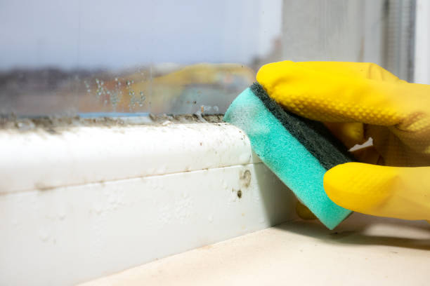 Best Residential Mold Remediation in Orrville, OH