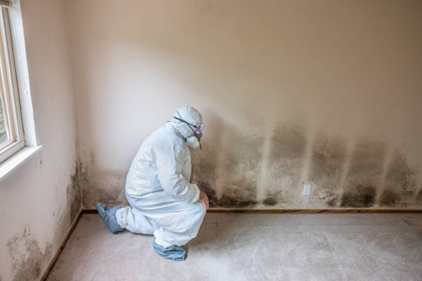 Trusted Orrville, OH Mold Remediation Experts