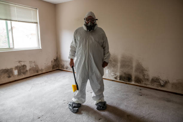 Best Basement Mold Remediation in Orrville, OH