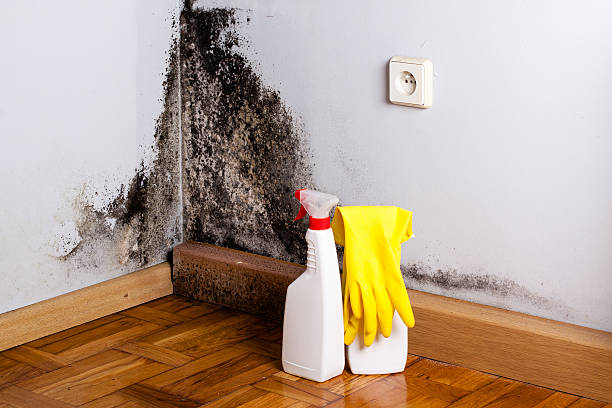 Best White Mold Remediation in Orrville, OH