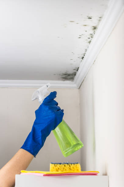 Best Crawl Space Mold Remediation in Orrville, OH