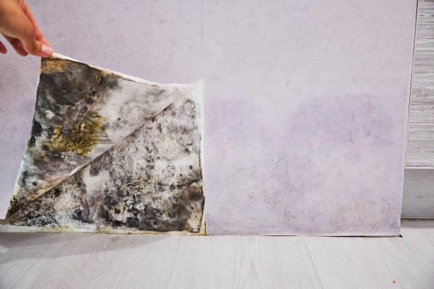 Best Commercial Mold Remediation in Orrville, OH